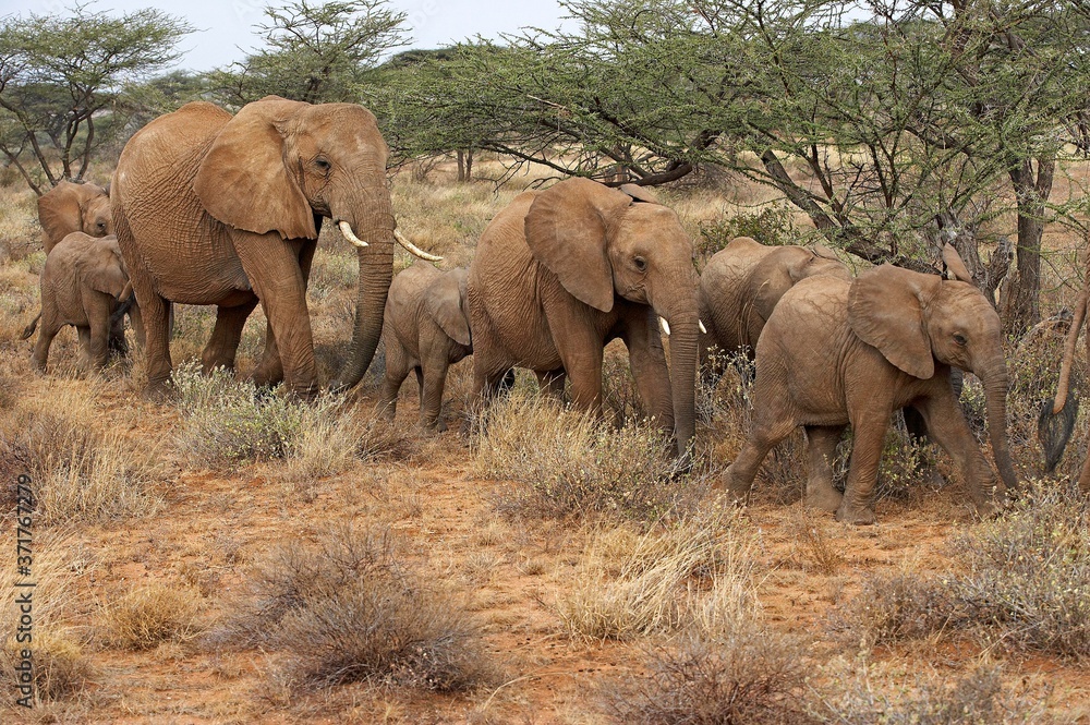 African Elephant, loxodonta africana, Herd in Masai Mara Park, Kenya