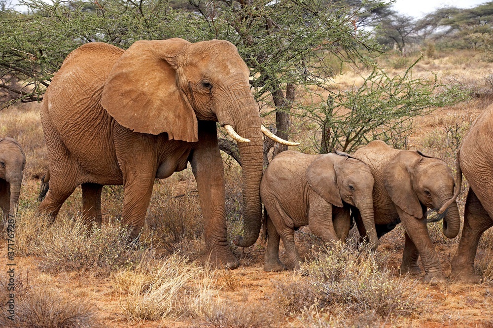 African Elephant, loxodonta africana, Herd in Masai Mara Park, Kenya African Elephant, loxodonta africana, Herd in Masai Mara Park, Kenya