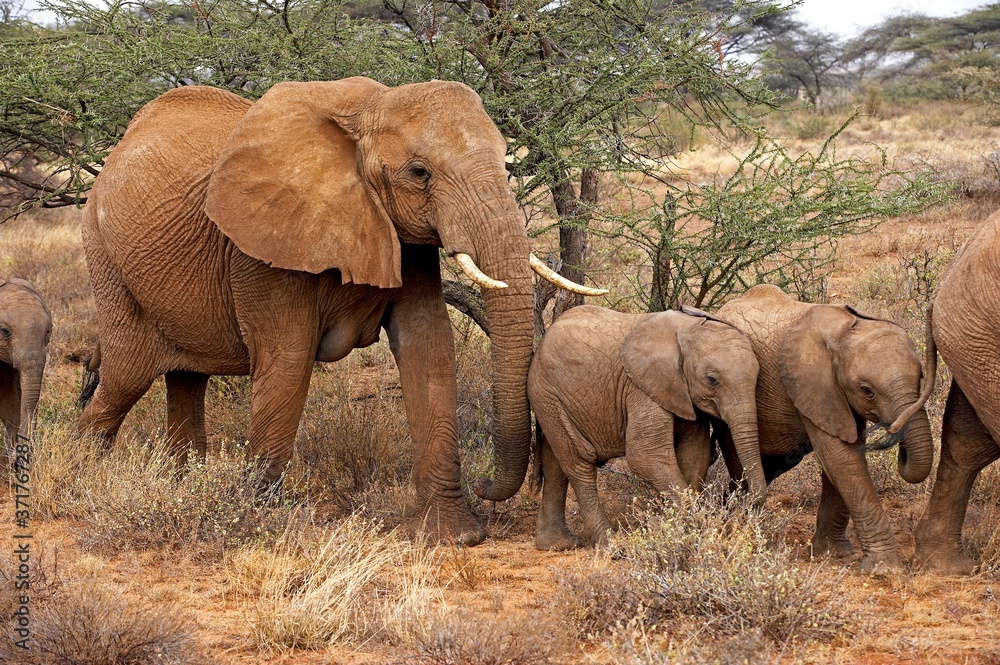 African Elephant, loxodonta africana, Herd in Masai Mara Park, Kenya