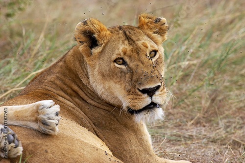 African Lion, panthera leo, Female, Masai Mara Park in Kenya