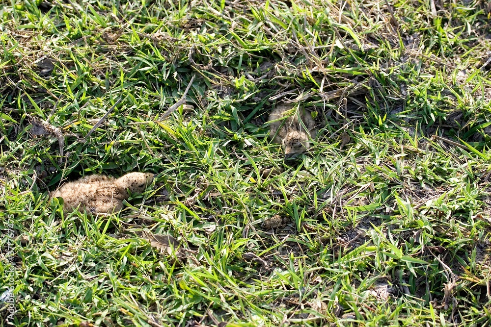 Black Skimmer, rynchops niger, Chicks standing in Nest on Ground, Los Lianos in Venezuela Black Skimmer, rynchops niger, Chicks standing in Nest on Ground, Los Lianos in Venezuela