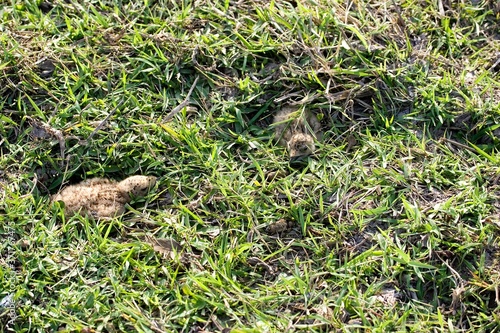 Black Skimmer, rynchops niger, Chicks standing in Nest on Ground, Los Lianos in Venezuela