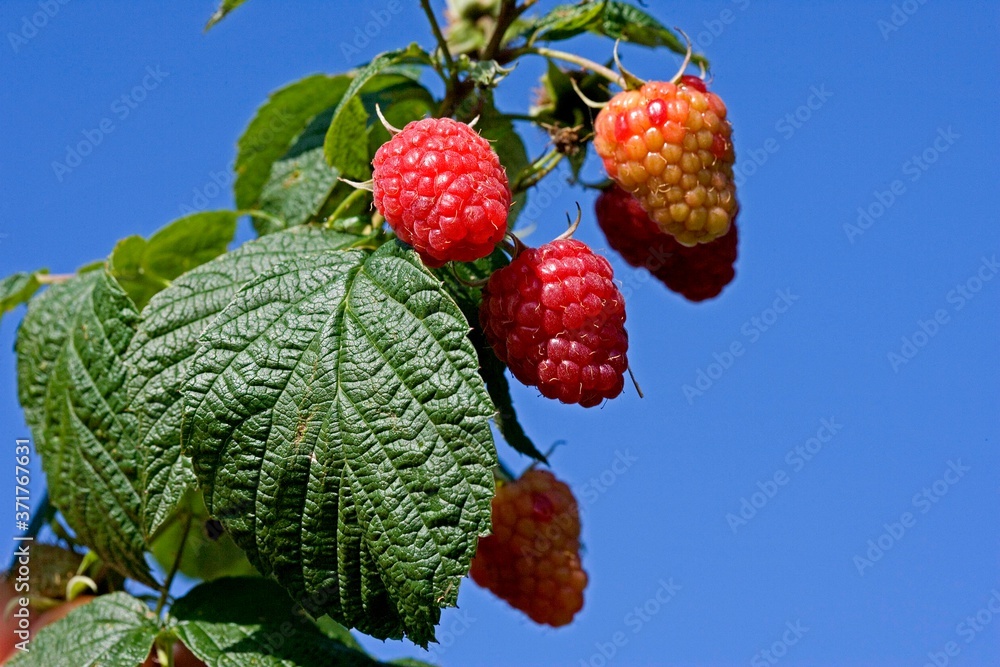 Samolepka Raspberries, rubus idaeus, Normandy