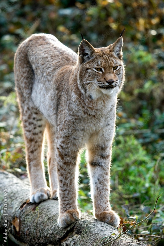 Fototapeta premium Siberian Lynx, lynx lynx wrangeli