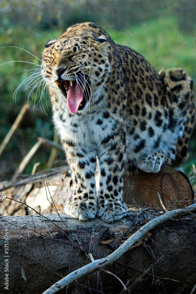 Amur Leopard, panthera pardus orientalis, Adult Yawning Amur Leopard, panthera pardus orientalis, Adult Yawning