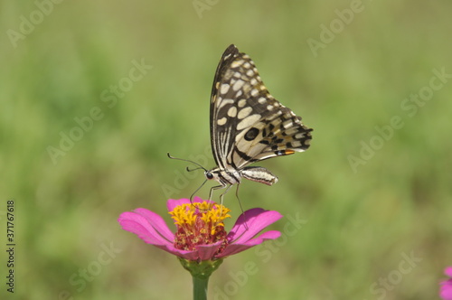 A butterfly feeding on a bright flower © Samantha