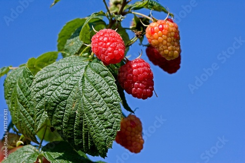 Raspberries, rubus idaeus, Normandy