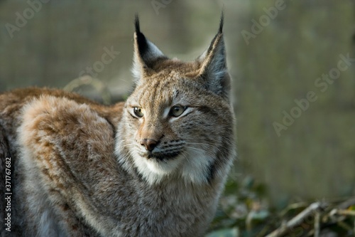 Siberian Lynx, lynx lynx wrangeli © slowmotiongli