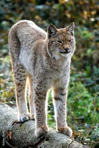 Siberian Lynx  lynx lynx wrangeli