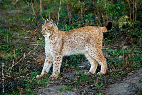Siberian Lynx, lynx lynx wrangeli