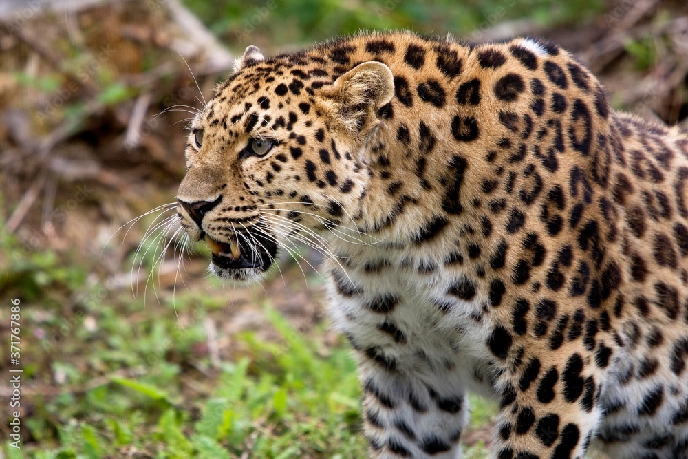 Fototapeta premium Amur Leopard, panthera pardus orientalis