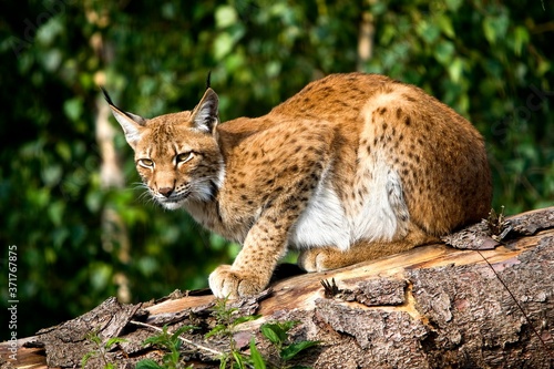 Siberian Lynx, lynx lynx wrangeli photo