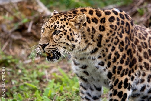 Amur Leopard, panthera pardus orientalis