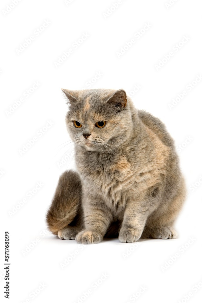 Fototapeta premium Blue Cream British Shorthair Domestic Cat, Female sitting against White Background