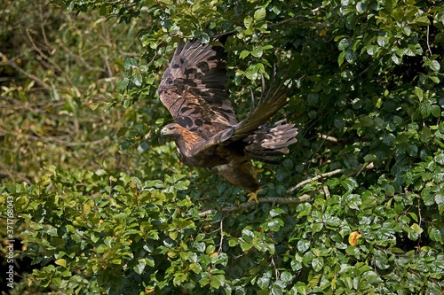 Golden Eagle, aquila chrysaetos, in flight