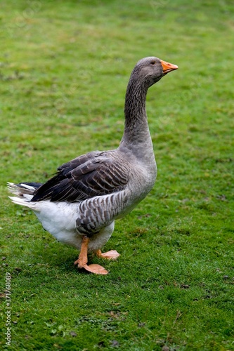 Toulouse Goose, Breed producing Pate de Foie in France