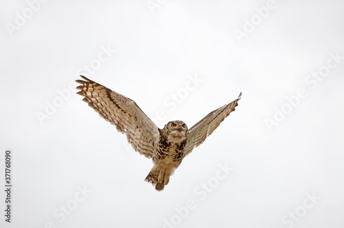 Cape Eagle Owl, bubo capensis in Flight