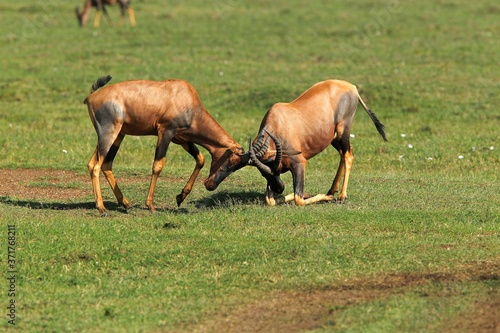 Topi, damaliscus korrigum, Males fighting, Masai Mara Park in Kenya