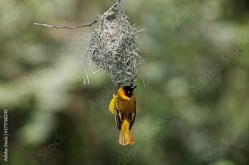 Speke's Weaver, ploceus spekei, Male working on Nest, Bogoria Park in Kenya photo