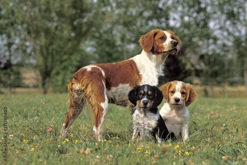 Brittany Spaniel, Mother with Cub standing on Grass Brittany Spaniel, Mother with Cub standing on Grass