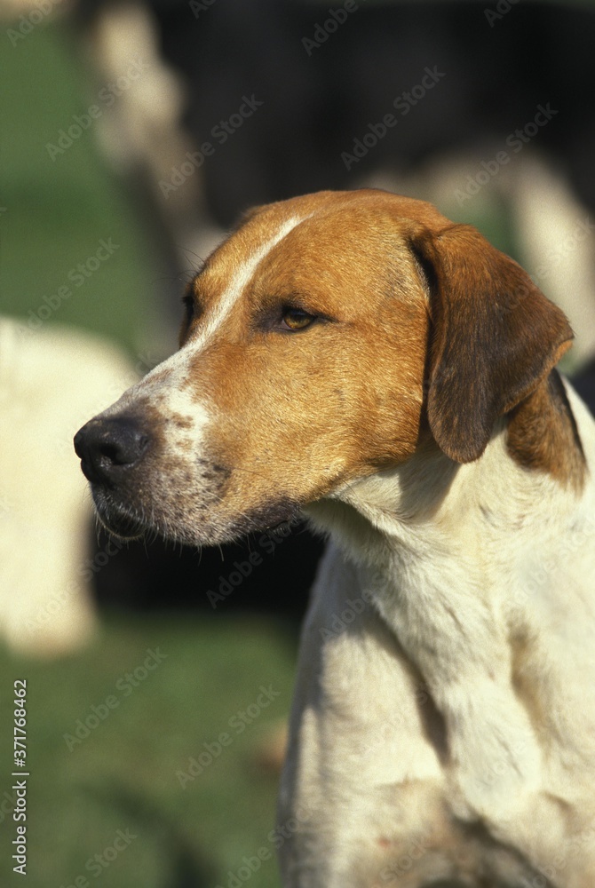 English Foxhound, Portrait of Dog
