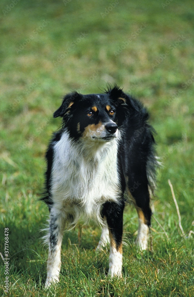 Border Collie Dog, standing on Grass