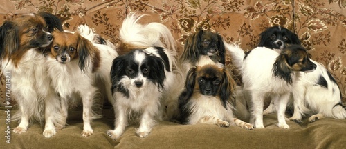 Phalene or Continental Toy Spaniel, Dog standing on Sofa photo