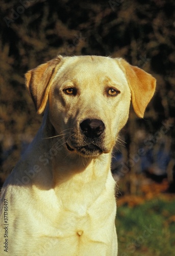 Yellow Labrador Retriever Dog  Portrait