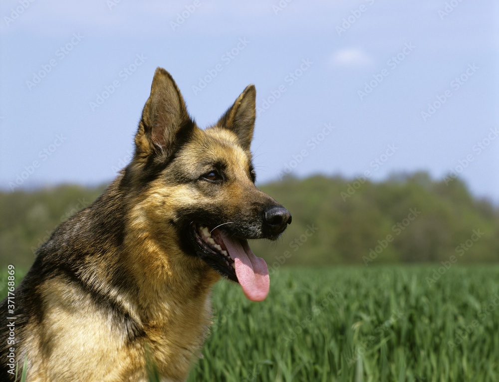 German Shepherd Dog, Portrait