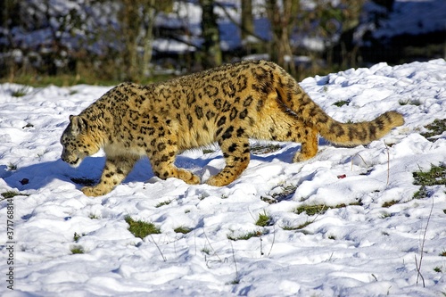 Snow Leopard or Ounce, uncia uncia