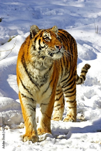 Siberian Tiger  panthera tigris altaica standing on Snow