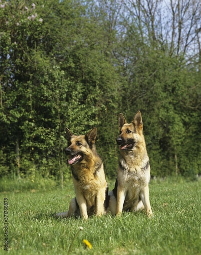 German Shepherd Dog sitting on Grass