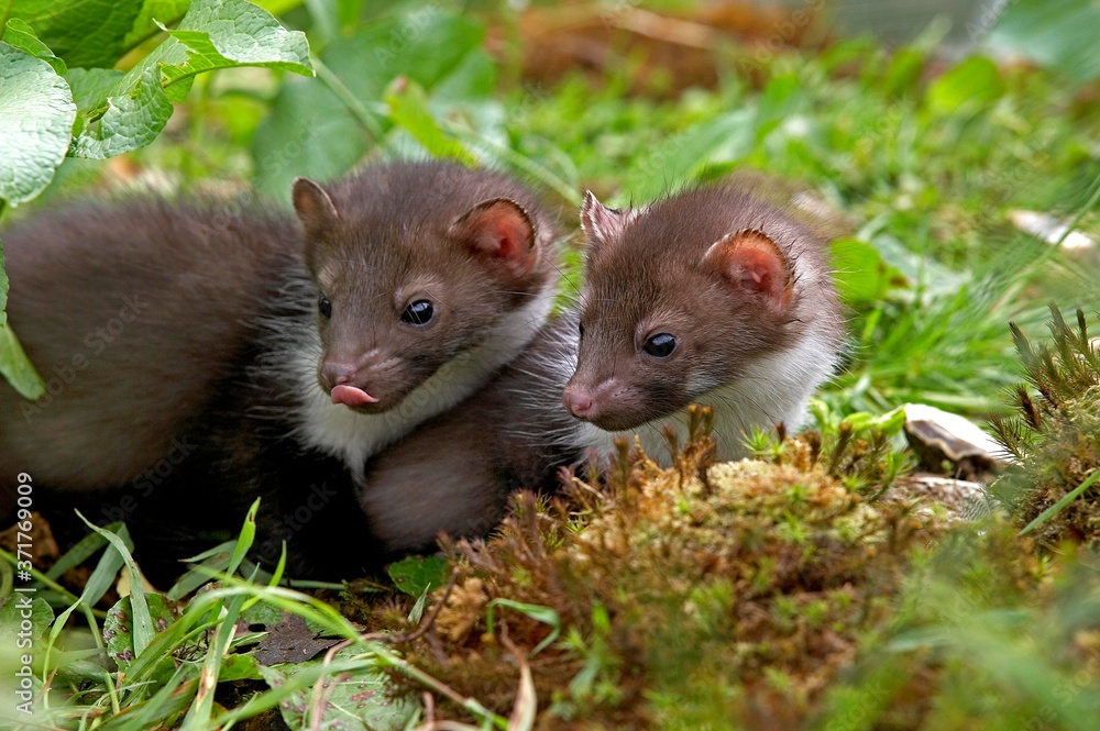 Young Stone Marten or Beech Marten, martes foina, Normandy Young Stone Marten or Beech Marten, martes foina, Normandy