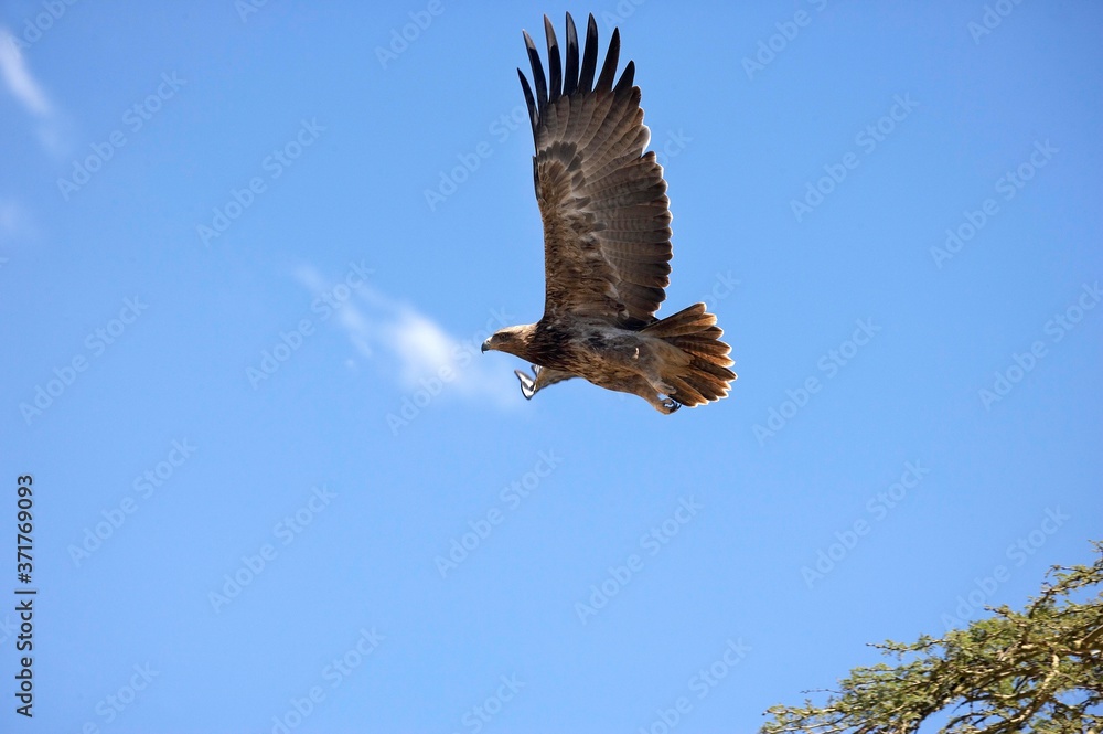 Tawny Eagle, aquila rapax, Adult in Flight, Nakuru Park in Kenya Tawny Eagle, aquila rapax, Adult in Flight, Nakuru Park in Kenya