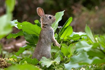 Young European Rabbit, oryctolagus cuniculus, Normandy