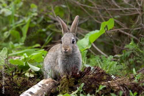Young European Rabbit, oryctolagus cuniculus, Normandy