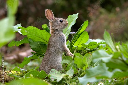 Young European Rabbit, oryctolagus cuniculus, Normandy photo