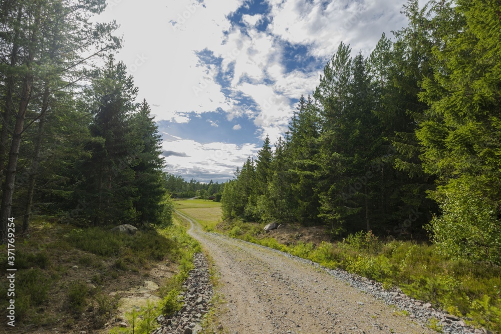 Beautiful nature landscape view of gravel road in forest.  Tops of green forest trees on blue sky and white clouds background on sunny summer day.