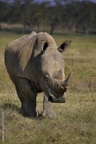 White Rhinoceros, ceratotherium simum, Female, Nakuru Park in Kenya
