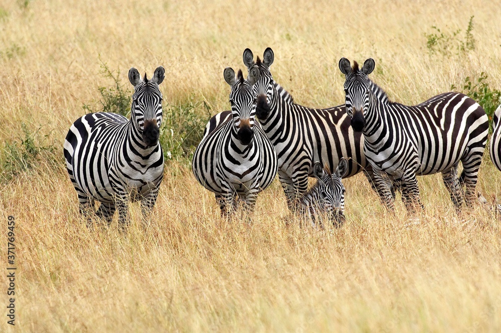 Fototapeta premium Burchell's Zebra, equus burchelli, Herd at Masai Mara Park in Kenya