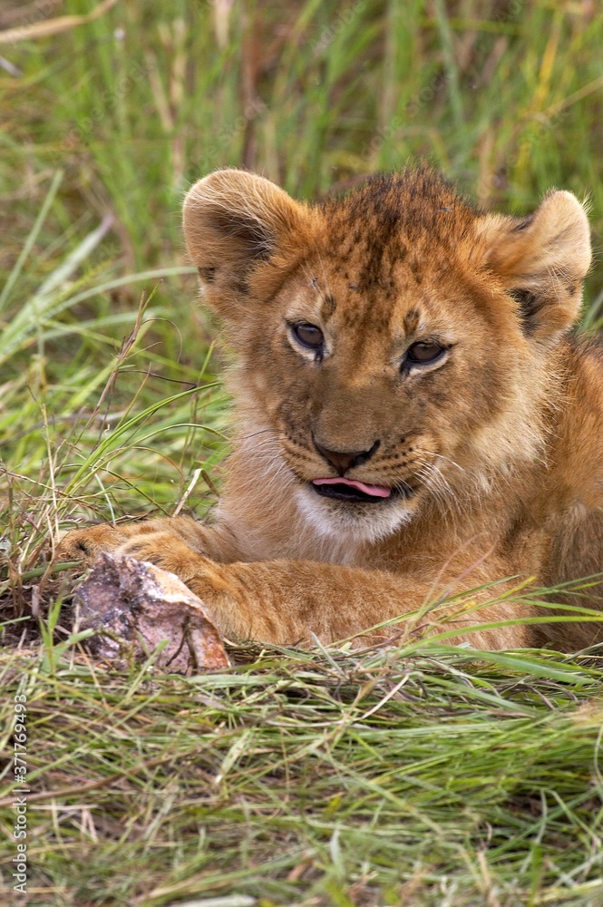 African Lion, panthera leo, Cub, Masai Mara Park in Kenya African Lion, panthera leo, Cub, Masai Mara Park in Kenya