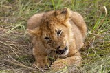 African Lion, panthera leo, Cub playing with a Piece of Wood, Masai Mara Park in Kenya