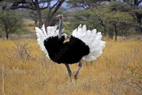 Ostrich, struthio camelus, Male in Courtship display, Masai Mara Park in Kenya photo