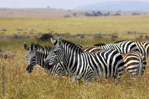 Burchell s Zebra  equus burchelli  Herd at Masai Mara Park in Kenya