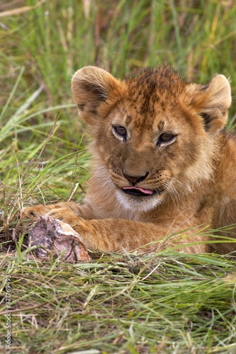 Fototapeta Naklejka Na Ścianę i Meble -  African Lion, panthera leo, Cub, Masai Mara Park in Kenya