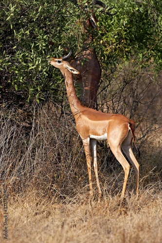 Gerenuk or Waller s Gazelle  litocranius walleri  Male eating Leaves in Bush  Samburu park in Kenya