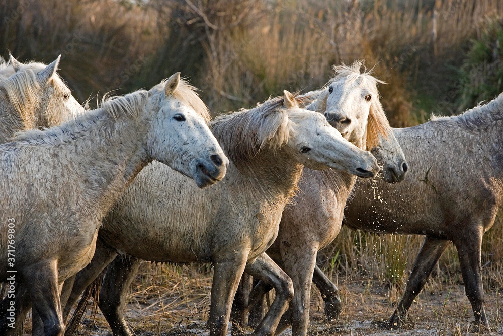 Camargue Horses standing in Swamp, Saintes Marie de la Mer in South East of France Camargue Horses standing in Swamp, Saintes Marie de la Mer in South East of France