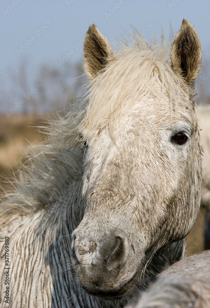 Portrait of Camargue Horse, Saintes Marie de la Mer in South East of France Portrait of Camargue Horse, Saintes Marie de la Mer in South East of France