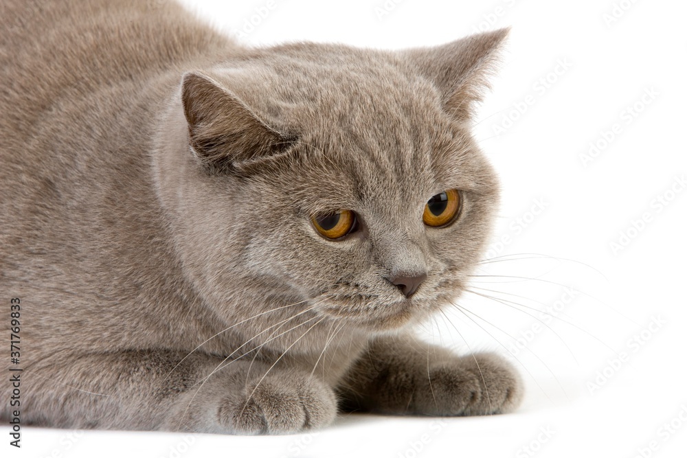 Lilac Cream British Shorthair Domestic Cat, Female against White Background Lilac Cream British Shorthair Domestic Cat, Female against White Background