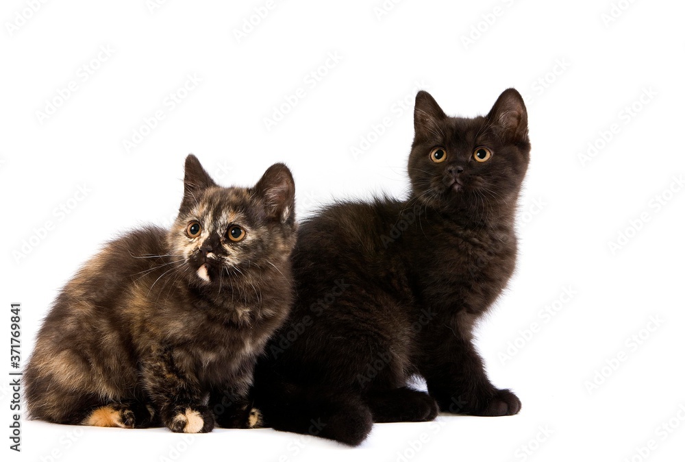 Black and Black Tortoise-shell British Shorthair Domestic Cat, 2 Months Old Kitten sitting against White Background